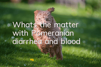 What's the matter with Pomeranian diarrhea and blood?