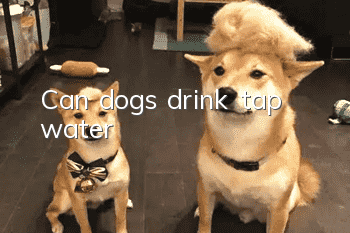 Can dogs drink tap water?