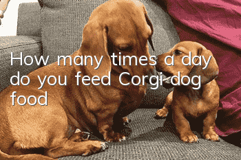 How many times a day do you feed Corgi dog food?