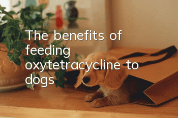 The benefits of feeding oxytetracycline to dogs