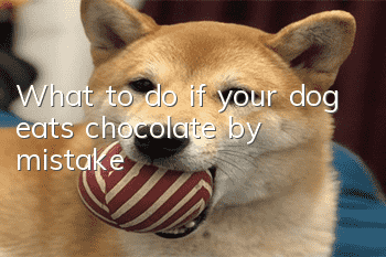 What to do if your dog eats chocolate by mistake