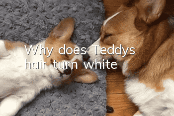 Why does Teddy's hair turn white?