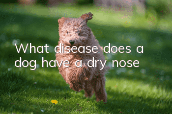 What disease does a dog have a dry nose?