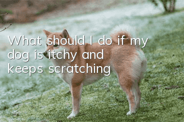 What should I do if my dog is itchy and keeps scratching?