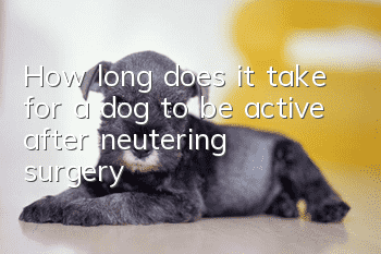 How long does it take for a dog to be active after neutering surgery?