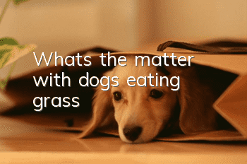 What's the matter with dogs eating grass?