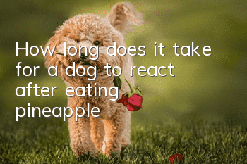 How long does it take for a dog to react after eating pineapple?
