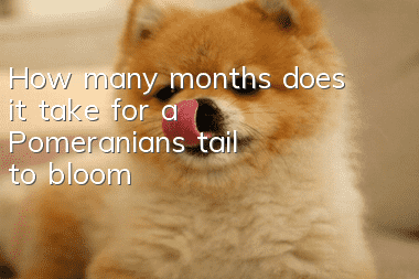 How many months does it take for a Pomeranian's tail to bloom?