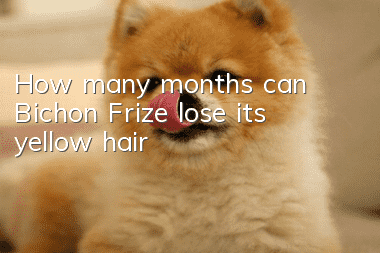How many months can Bichon Frize lose its yellow hair?