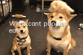 What can’t puppies eat?