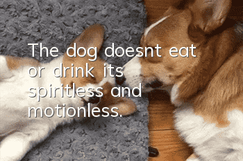 The dog doesn’t eat or drink, it’s spiritless and motionless.