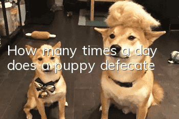How many times a day does a puppy defecate?