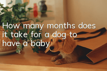 How many months does it take for a dog to have a baby?