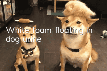 White foam floating in dog urine