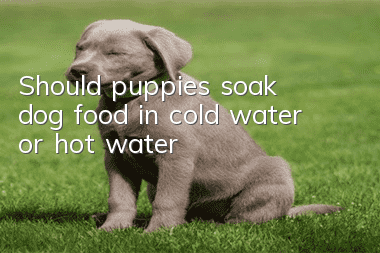 Should puppies soak dog food in cold water or hot water?