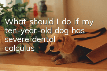 What should I do if my ten-year-old dog has severe dental calculus?