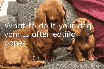What to do if your dog vomits after eating bones