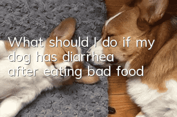 What should I do if my dog has diarrhea after eating bad food?