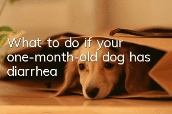 What to do if your one-month-old dog has diarrhea