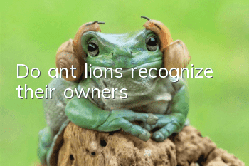 Do ant lions recognize their owners?