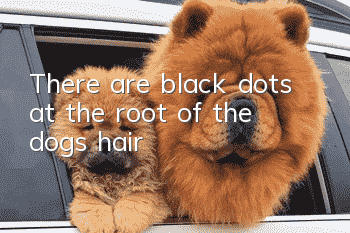 There are black dots at the root of the dog’s hair