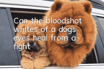 Can the bloodshot whites of a dog’s eyes heal from a fight?