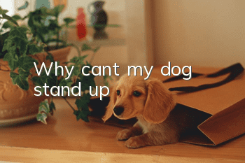 Why can't my dog stand up?