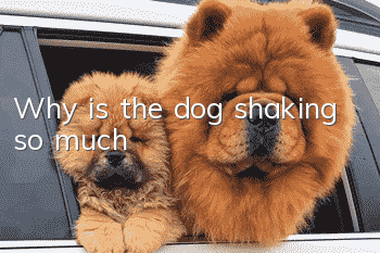 Why is the dog shaking so much?