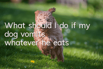 What should I do if my dog vomits whatever he eats?