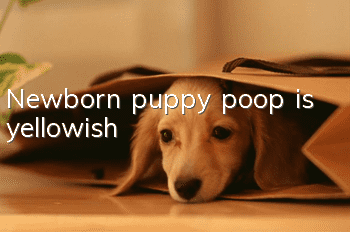 Newborn puppy poop is yellowish