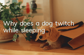 Why does a dog twitch while sleeping?
