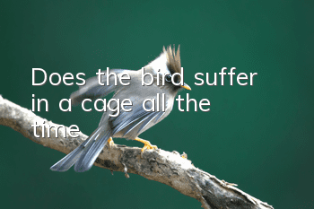 Does the bird suffer in a cage all the time?
