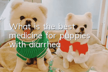 What is the best medicine for puppies with diarrhea?