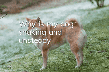 Why is my dog shaking and unsteady?