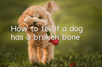 How to tell if a dog has a broken bone