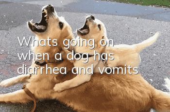 What's going on when a dog has diarrhea and vomits?