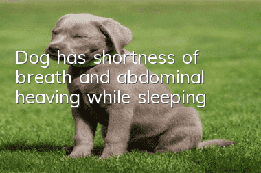 Dog has shortness of breath and abdominal heaving while sleeping