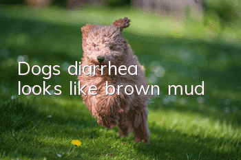 Dog's diarrhea looks like brown mud