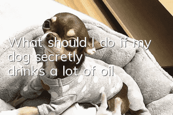 What should I do if my dog secretly drinks a lot of oil?