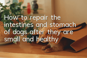 How to repair the intestines and stomach of dogs after they are small and healthy