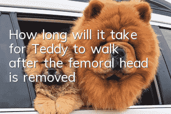 How long will it take for Teddy to walk after the femoral head is removed?