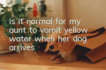 Is it normal for my aunt to vomit yellow water when her dog arrives?