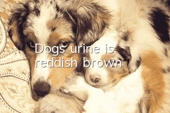 Dog’s urine is reddish brown