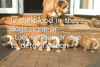 Is the blood in the dog's urine or stool serious or due to detoxification?