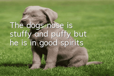 The dog's nose is stuffy and puffy but he is in good spirits