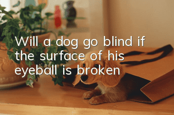 Will a dog go blind if the surface of his eyeball is broken?