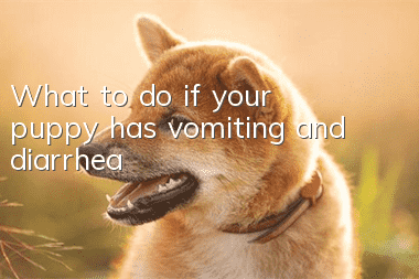 What to do if your puppy has vomiting and diarrhea