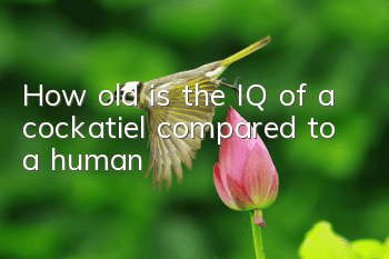 How old is the IQ of a cockatiel compared to a human?