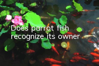 Does parrot fish recognize its owner?