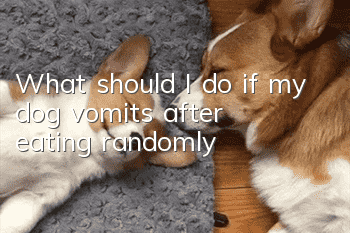 What should I do if my dog vomits after eating randomly?